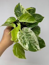 Load image into Gallery viewer, Epipremnum Pinnatum “Marble Queen”