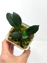 Load image into Gallery viewer, Hoya Noona