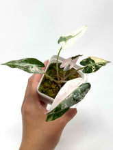 Load image into Gallery viewer, Alocasia Bambino Pink Variegated A