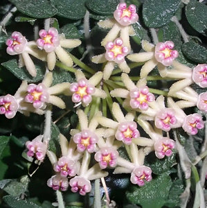 Hoya Curtisii