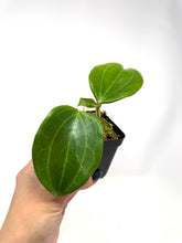 Load image into Gallery viewer, Hoya Quinquenervia