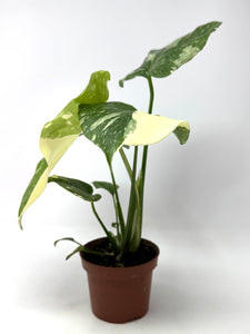Monstera 'Thai Constellation' (high variegation, 4.5”)