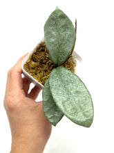 Load image into Gallery viewer, Hoya Carnosa ‘Nova Ghost’