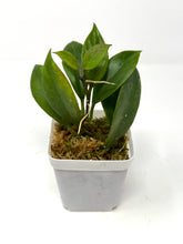 Load image into Gallery viewer, Hoya Sunrise