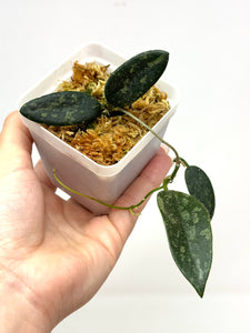 Hoya Thomsonii Splash