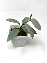 Load image into Gallery viewer, Hoya Wilbur Graves Silver C