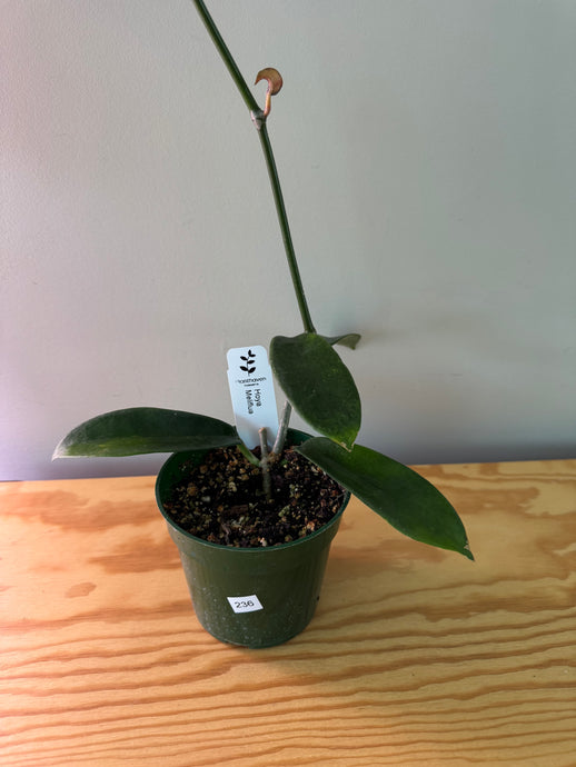 236. Hoya Melifua