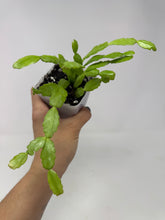 Load image into Gallery viewer, Rhipsalidopsis Gaertneri- Ships within Canada only