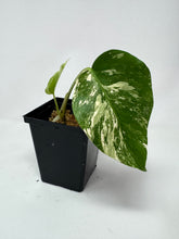 Load image into Gallery viewer, Monstera Deliciosa Albo Variegated N