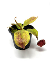 Load image into Gallery viewer, Nepenthes Mirabilis