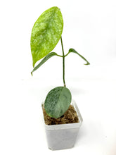 Load image into Gallery viewer, Hoya Coriacea Silver