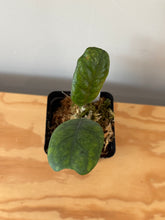 Load image into Gallery viewer, 320. Hoya Deykeae