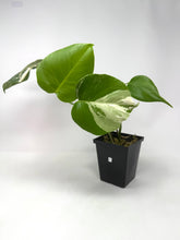 Load image into Gallery viewer, Monstera Deliciosa Albo Variegated F