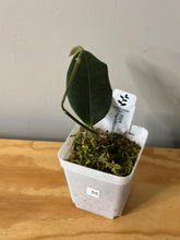 Load image into Gallery viewer, 55. Hoya Hamiltoniorum