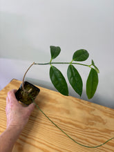Load image into Gallery viewer, 100. Hoya Cystiantha