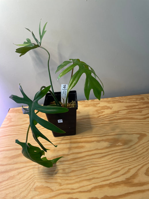 67. Philodendron Mayoi