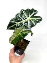 Load image into Gallery viewer, Alocasia Amazonica Variegated A