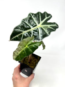 Alocasia Amazonica Variegated A