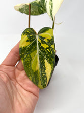 Load image into Gallery viewer, Philodendron Gloriosum Variegated E