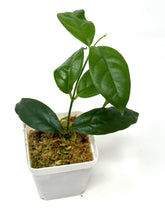 Load image into Gallery viewer, Hoya Campanulata