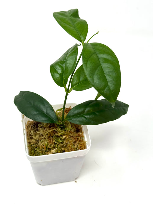 Hoya Campanulata