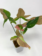 Load image into Gallery viewer, Syngonium Tricolour ‘Red Spot’