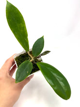 Load image into Gallery viewer, Hoya Vorapol