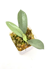 Load image into Gallery viewer, Hoya Wilbur Graves Silver B