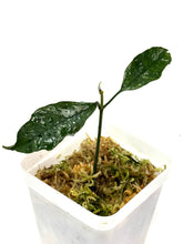 Load image into Gallery viewer, Hoya Multiflora Splash