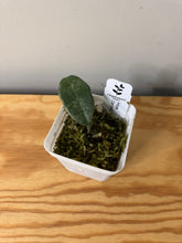 Load image into Gallery viewer, 4. Hoya Carnosa Grey Ghost