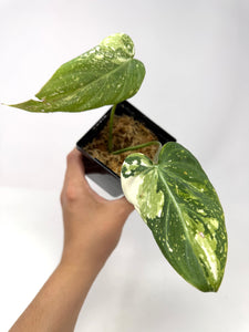 Philodendron Gloriosum Variegated D