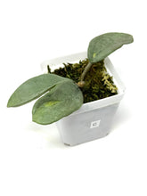 Load image into Gallery viewer, Hoya Carnosa ‘Argentea Princess’ C