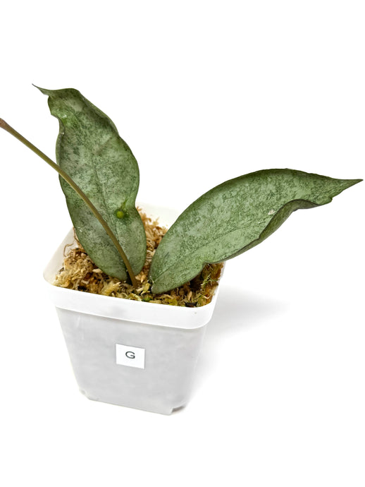 Hoya Mitrata Silver G