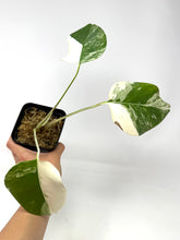 Load image into Gallery viewer, Monstera Deliciosa Albo Variegated A