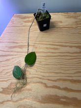 Load image into Gallery viewer, 74. Hoya Pottsii