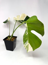Load image into Gallery viewer, Monstera Deliciosa Albo Variegated C