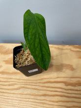 Load image into Gallery viewer, 210. Monstera Esqueleto (juvenile)