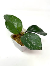 Load image into Gallery viewer, Hoya Carnosa ‘Oval Splash’