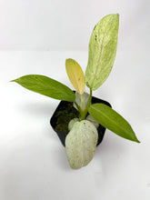 Load image into Gallery viewer, Philodendron Whipple Way A
