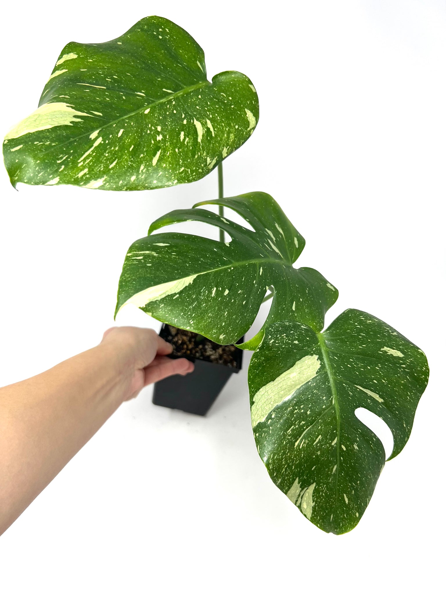 Monstera 'Thai Constellation' (large) – Planthaven Toronto