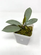 Load image into Gallery viewer, Hoya Wilbur Graves Silver C