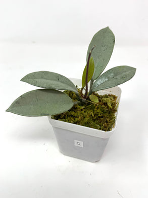 Hoya Wilbur Graves Silver C