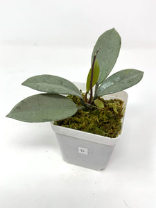 Hoya Wilbur Graves Silver C