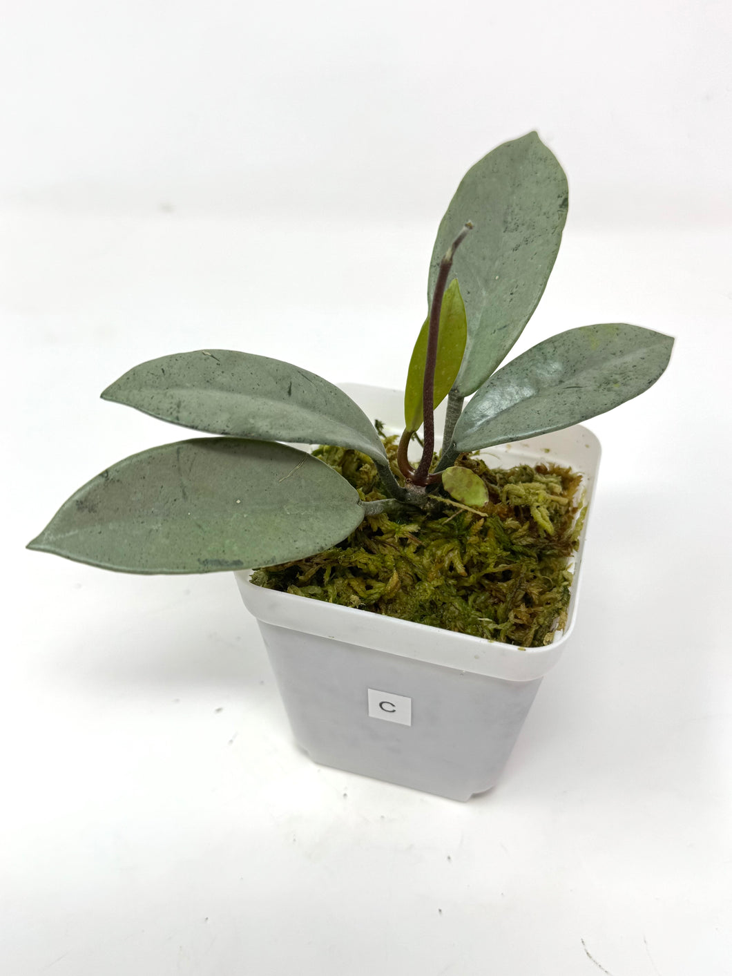 Hoya Wilbur Graves Silver C
