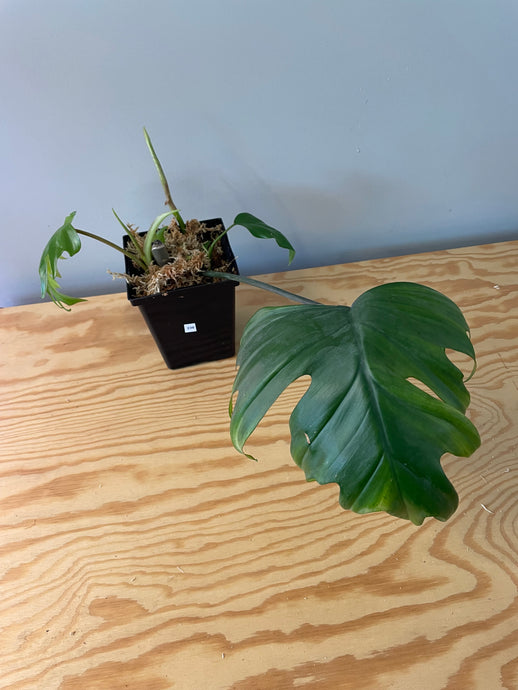 236. Philodendron Mayoi