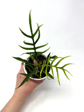 Load image into Gallery viewer, Philodendron Tortum 4”