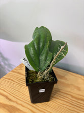 Load image into Gallery viewer, 109. Hoya Lambii