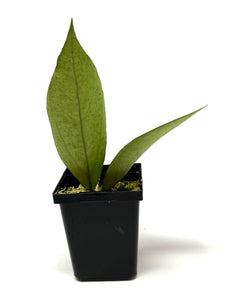 Hoya Germany Silver C