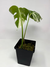 Load image into Gallery viewer, Monstera Deliciosa Albo Variegated O