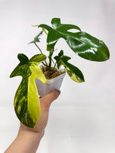 Load image into Gallery viewer, Philodendron Florida Beauty